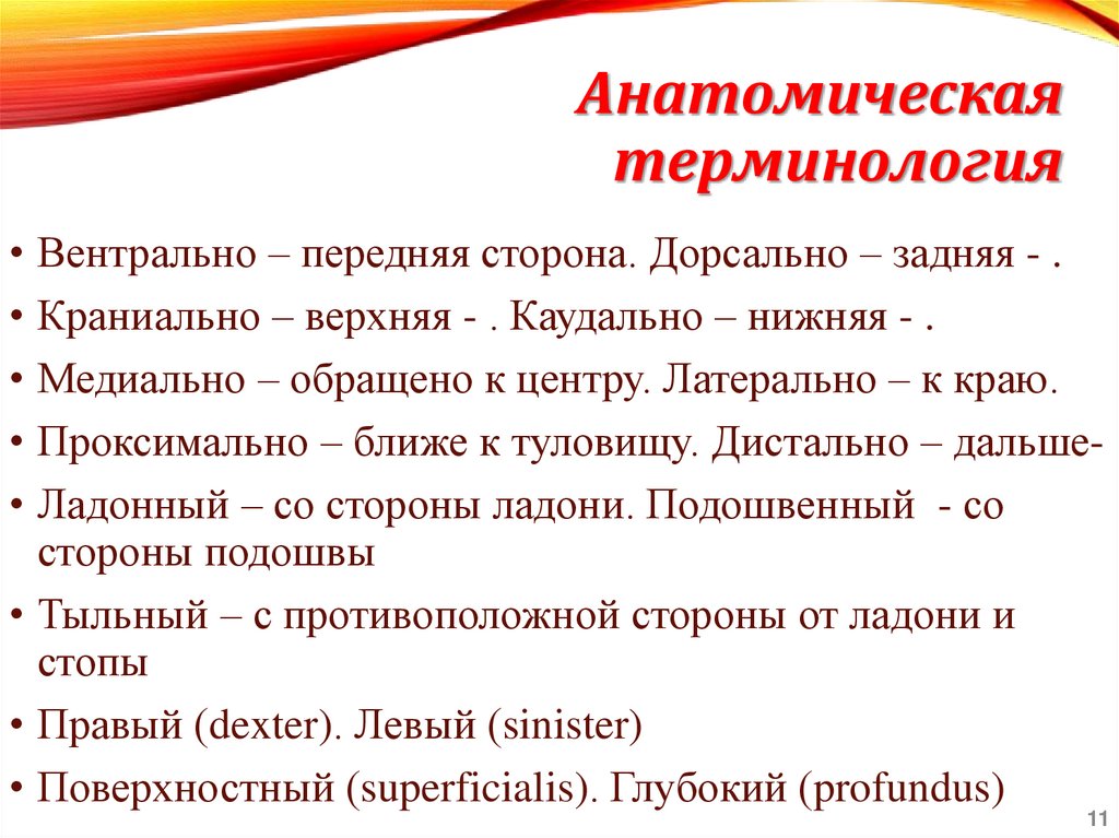 Анатомическая терминология