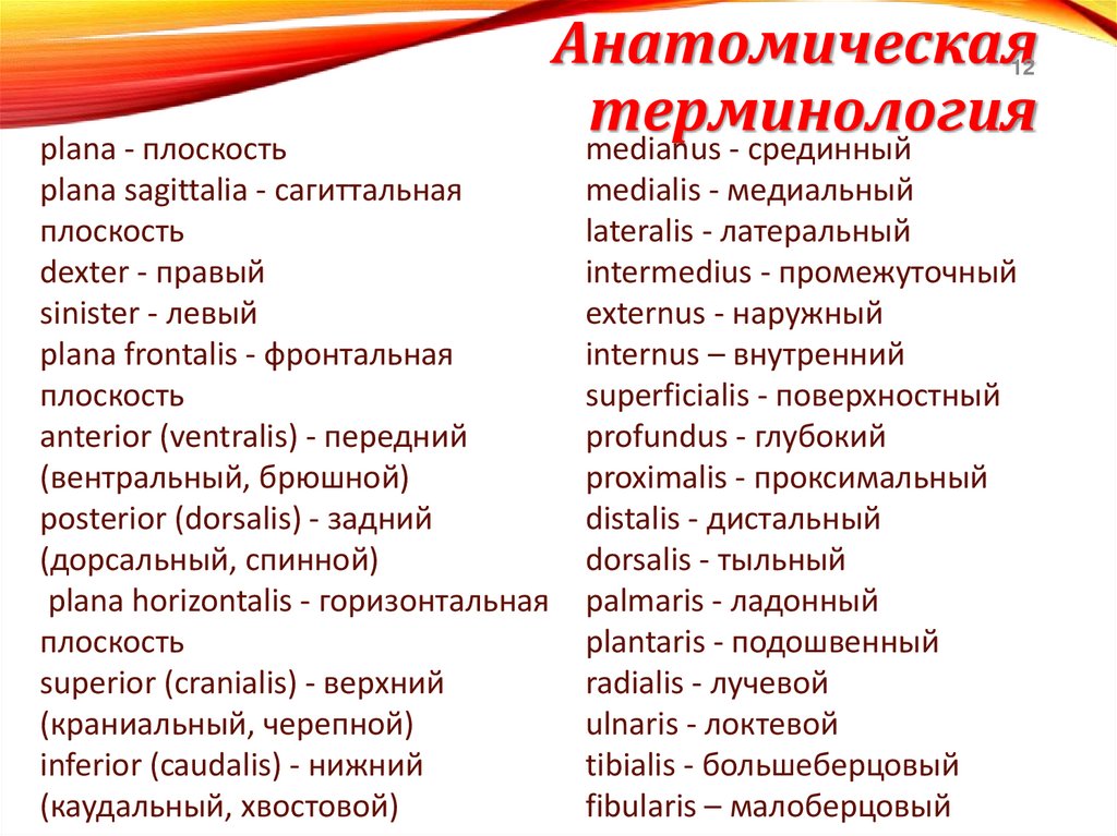 Анатомическая терминология