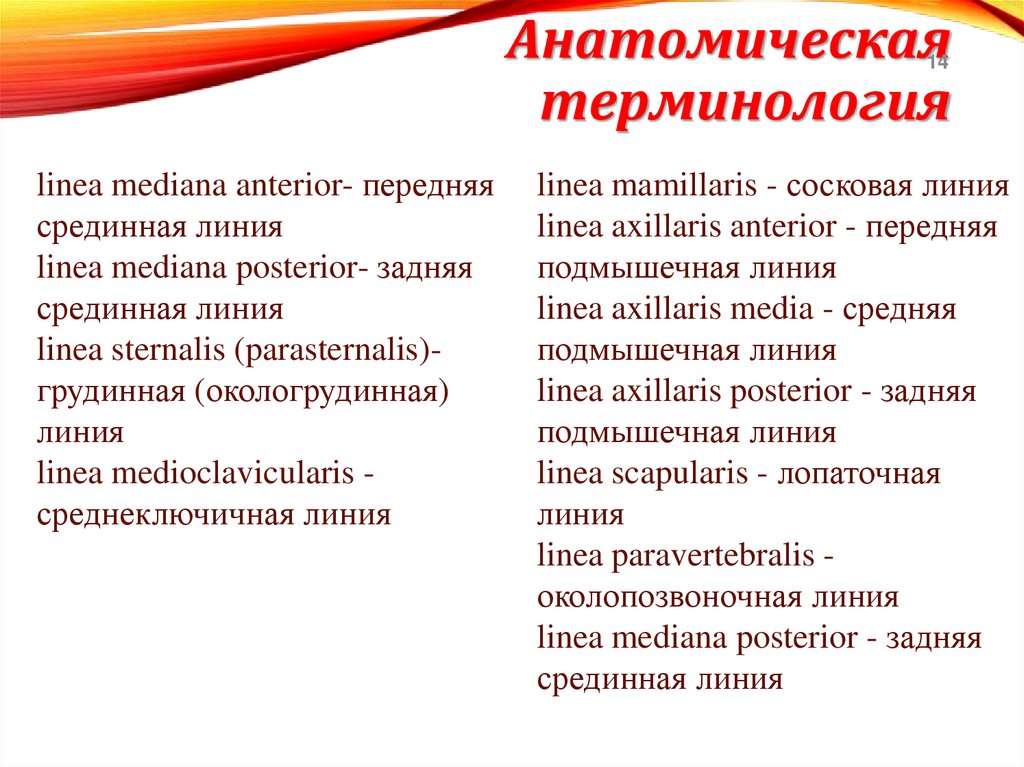 Анатомическая терминология