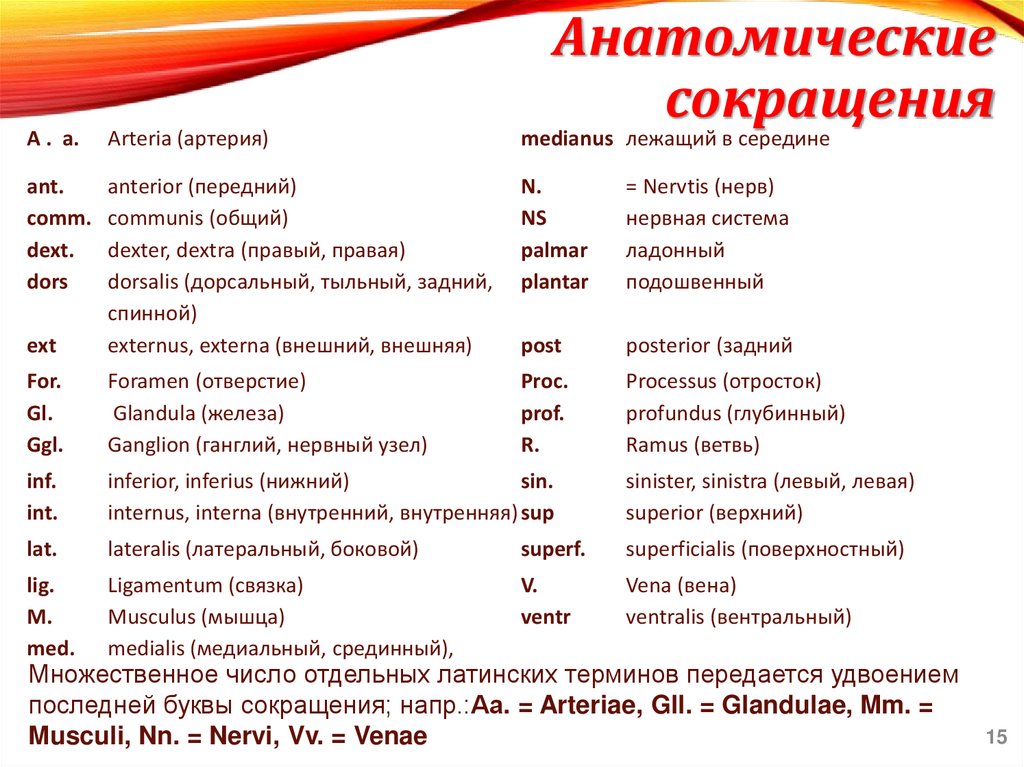 Анатомические сокращения