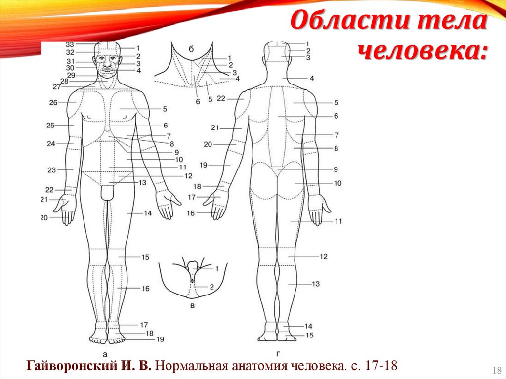 Области тела человека: