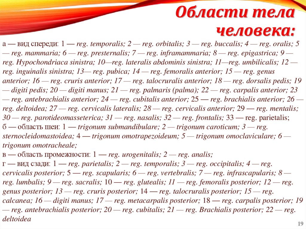 Области тела человека: