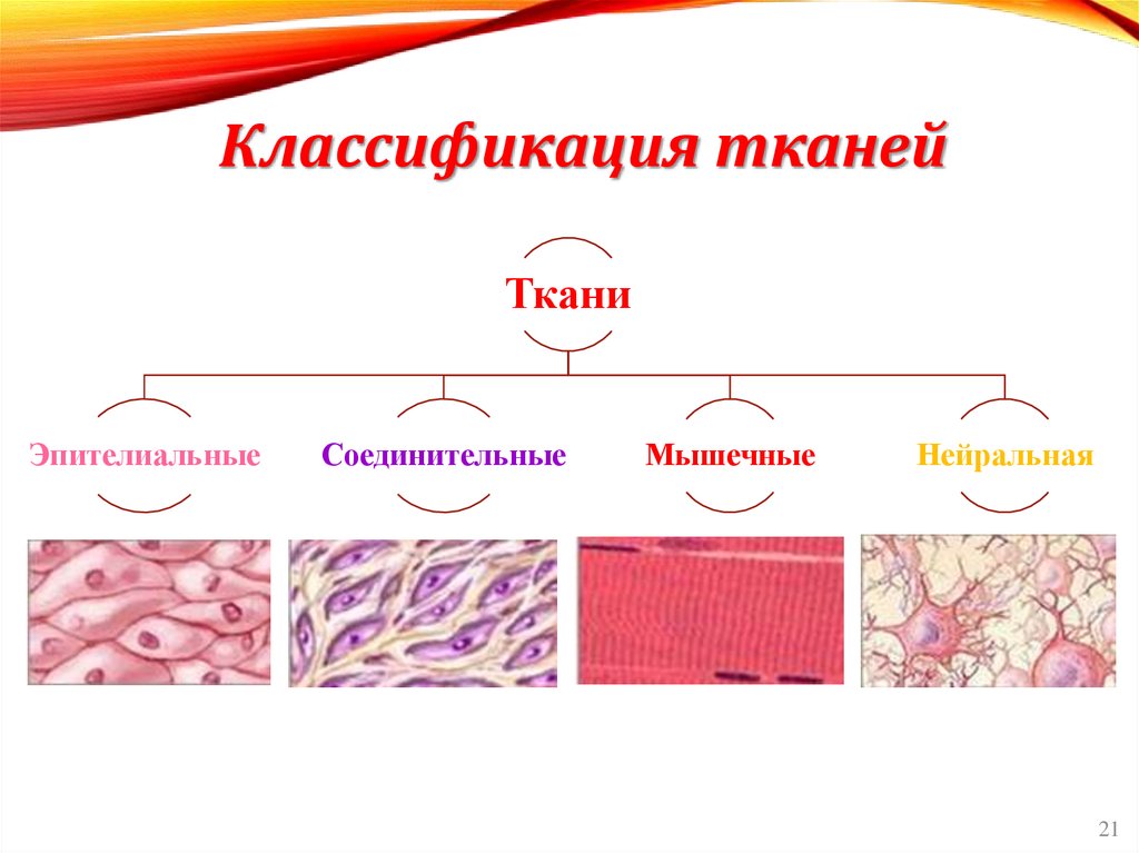 Классификация тканей