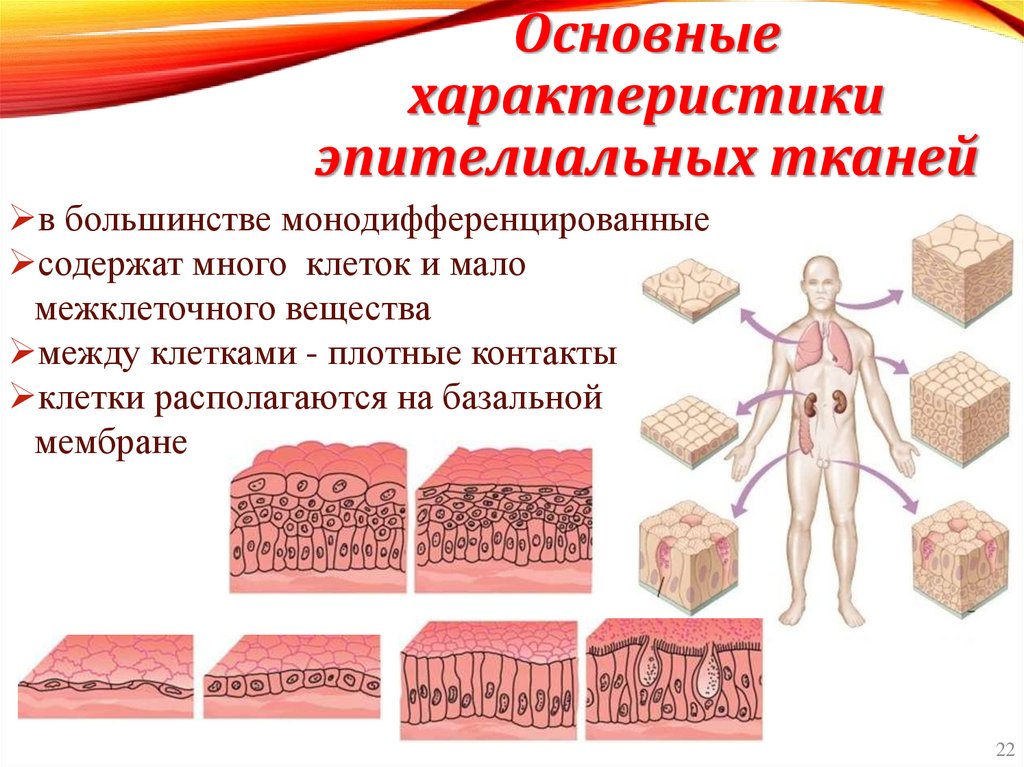 Основные характеристики эпителиальных тканей