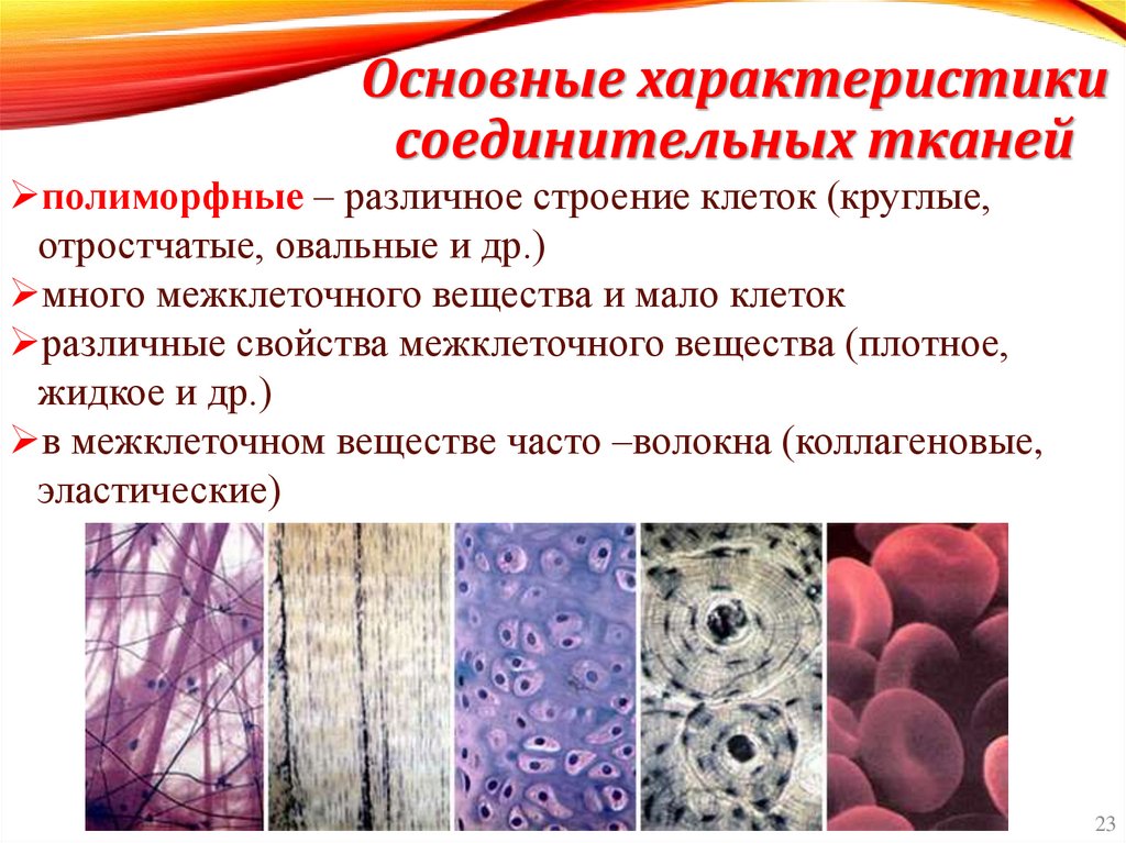 Основные характеристики соединительных тканей