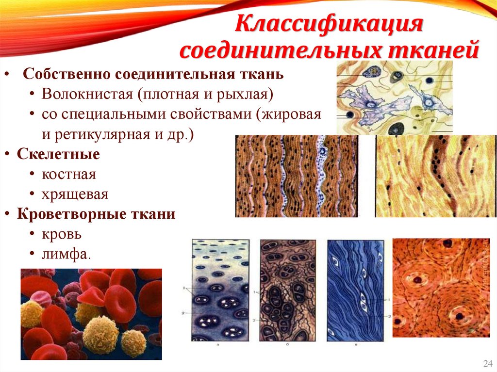 Классификация соединительных тканей