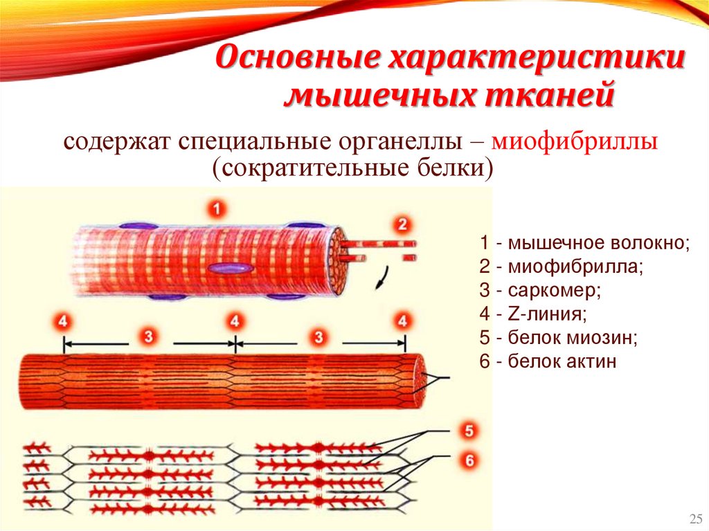 Основные характеристики мышечных тканей