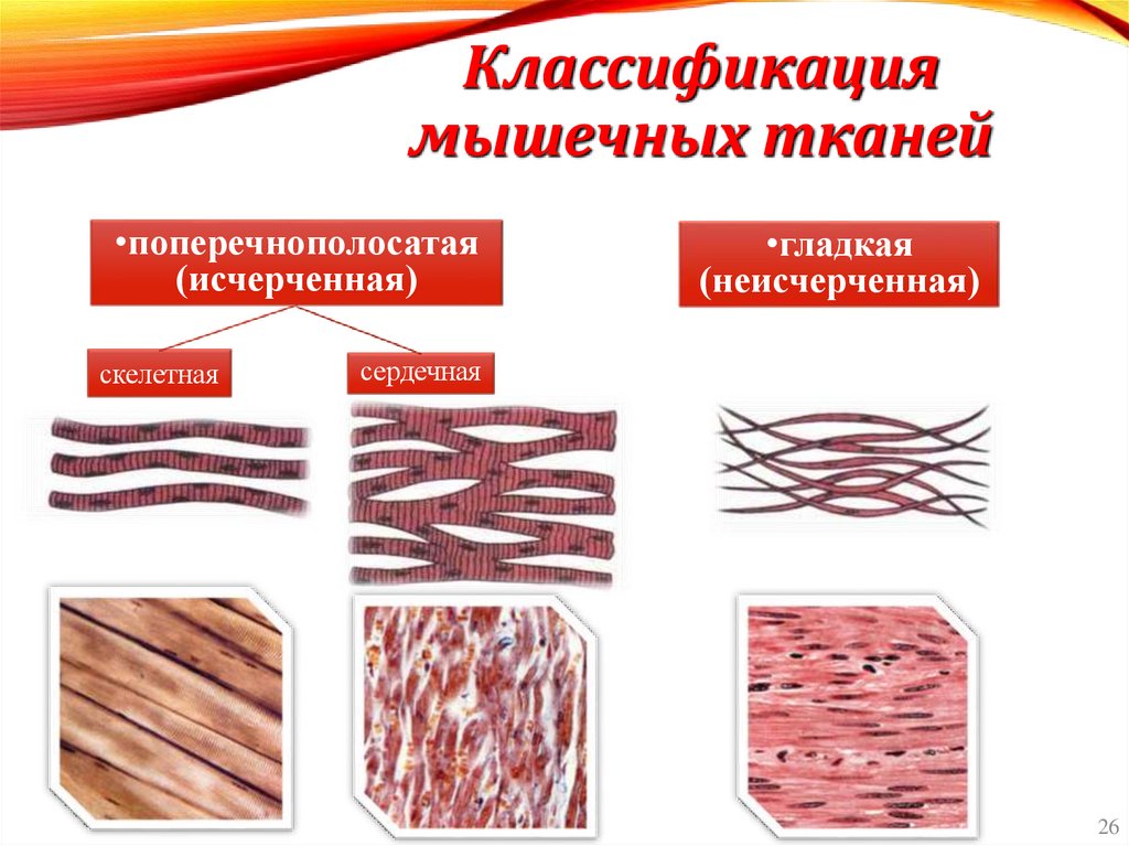 Классификация мышечных тканей