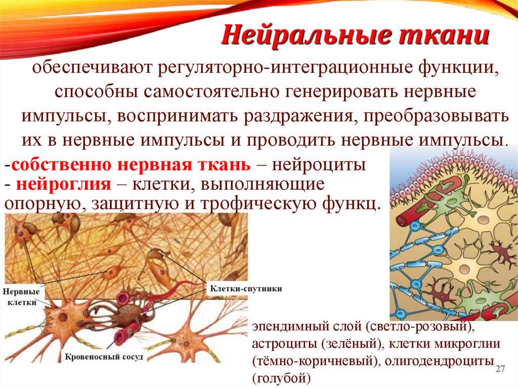 Нейральные ткани