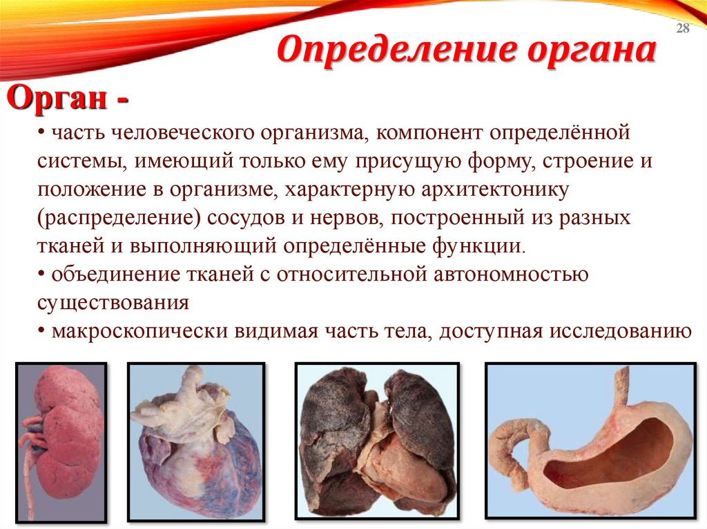 Определение органа