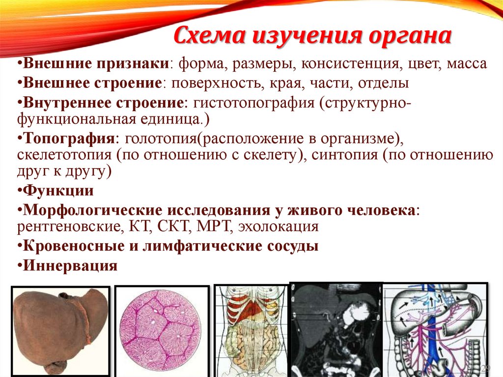 Схема изучения органа