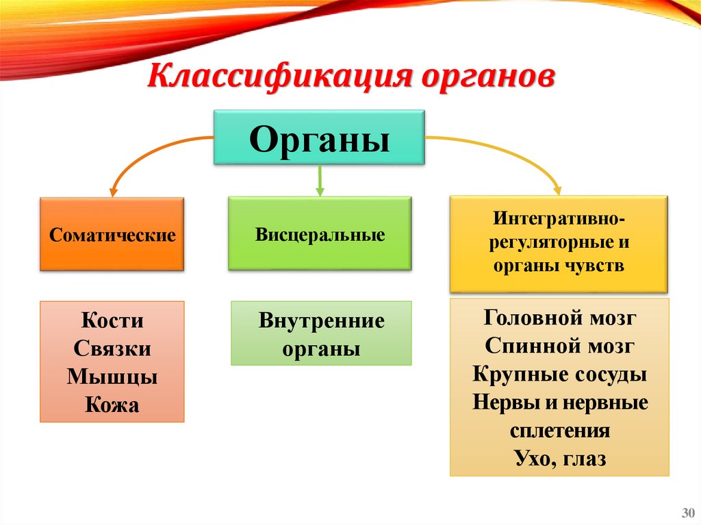 Классификация органов
