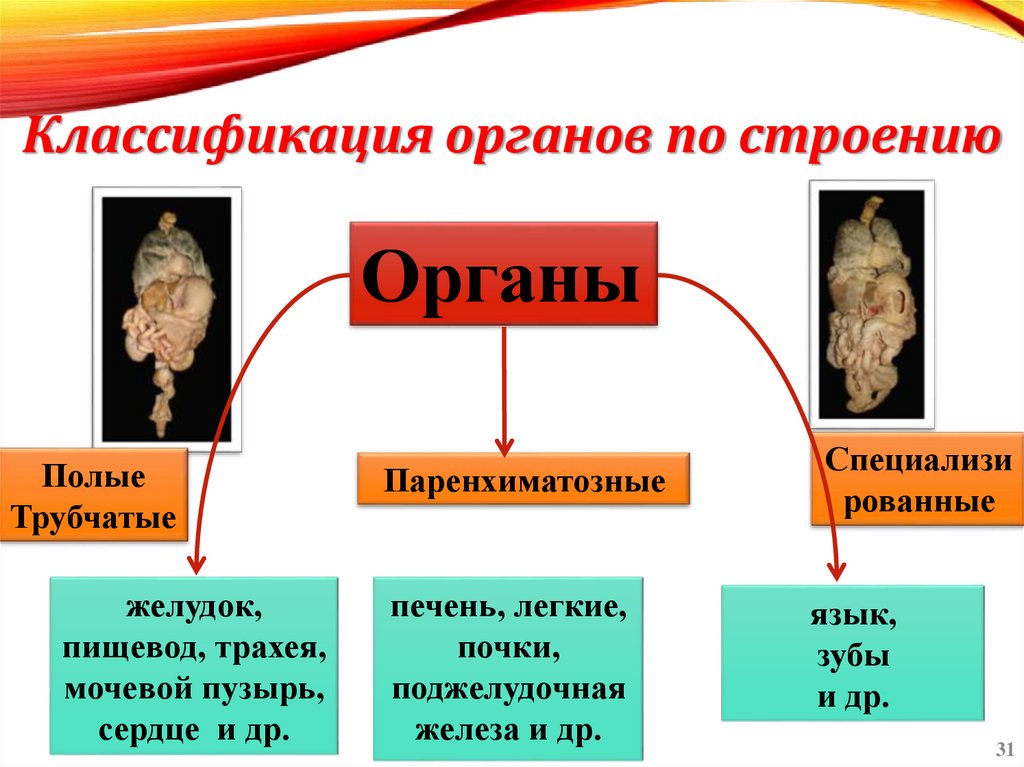 Классификация органов по строению