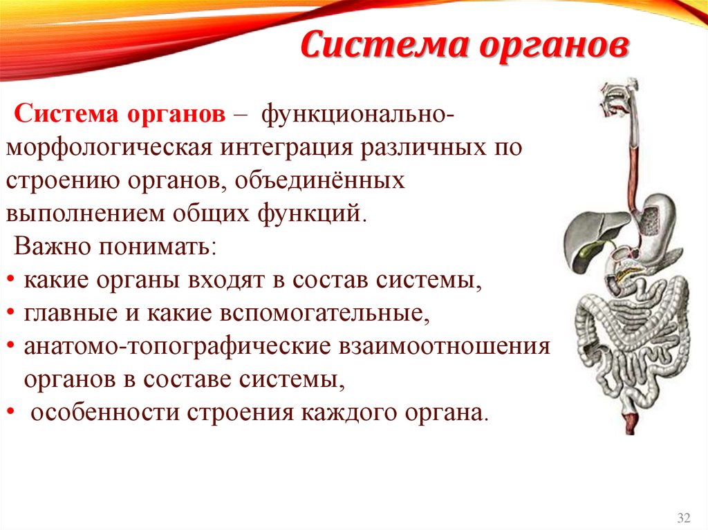 Система органов