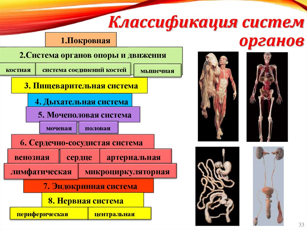 Классификация систем органов