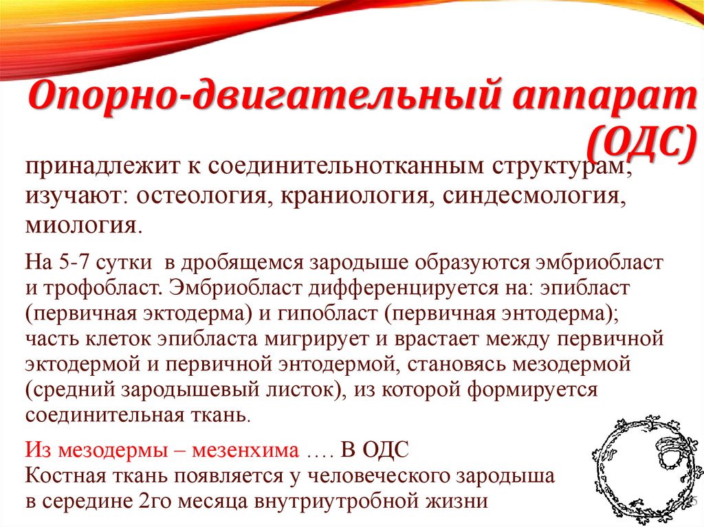 Опорно-двигательный аппарат (ОДС)