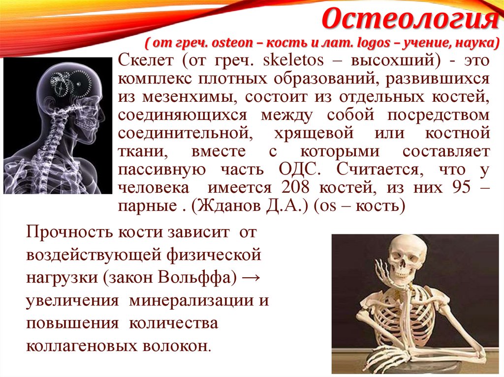 Остеология ( от греч. osteon – кость и лат. logos – учение, наука)