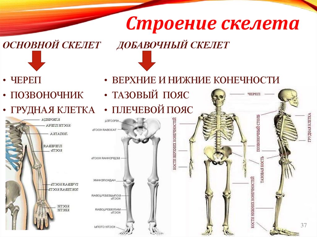 Строение скелета