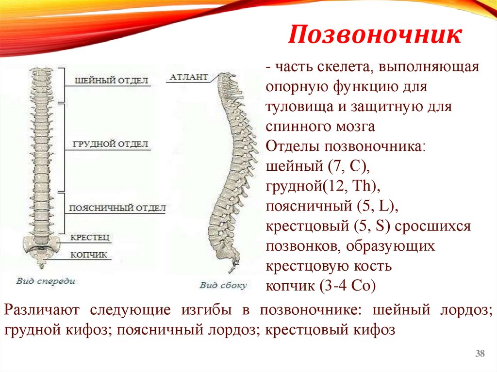 Позвоночник