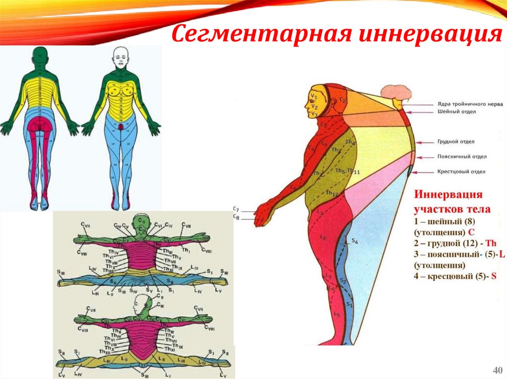 Сегментарная иннервация