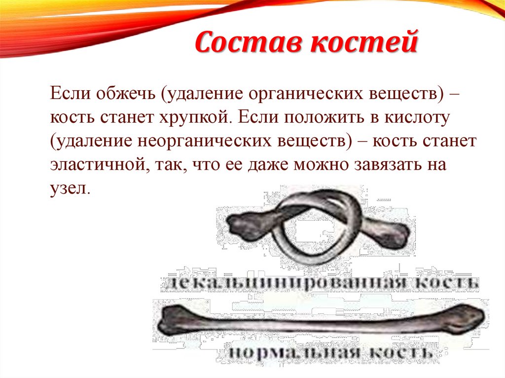 Состав костей