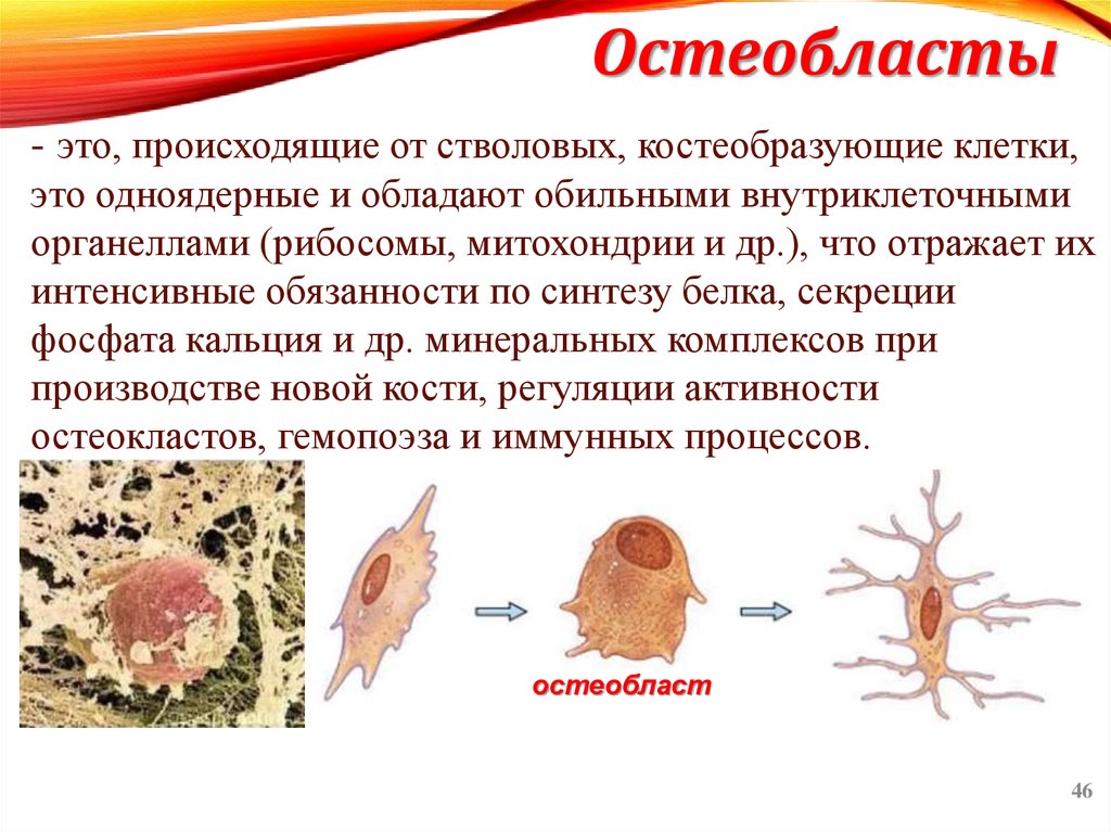 Остеобласты