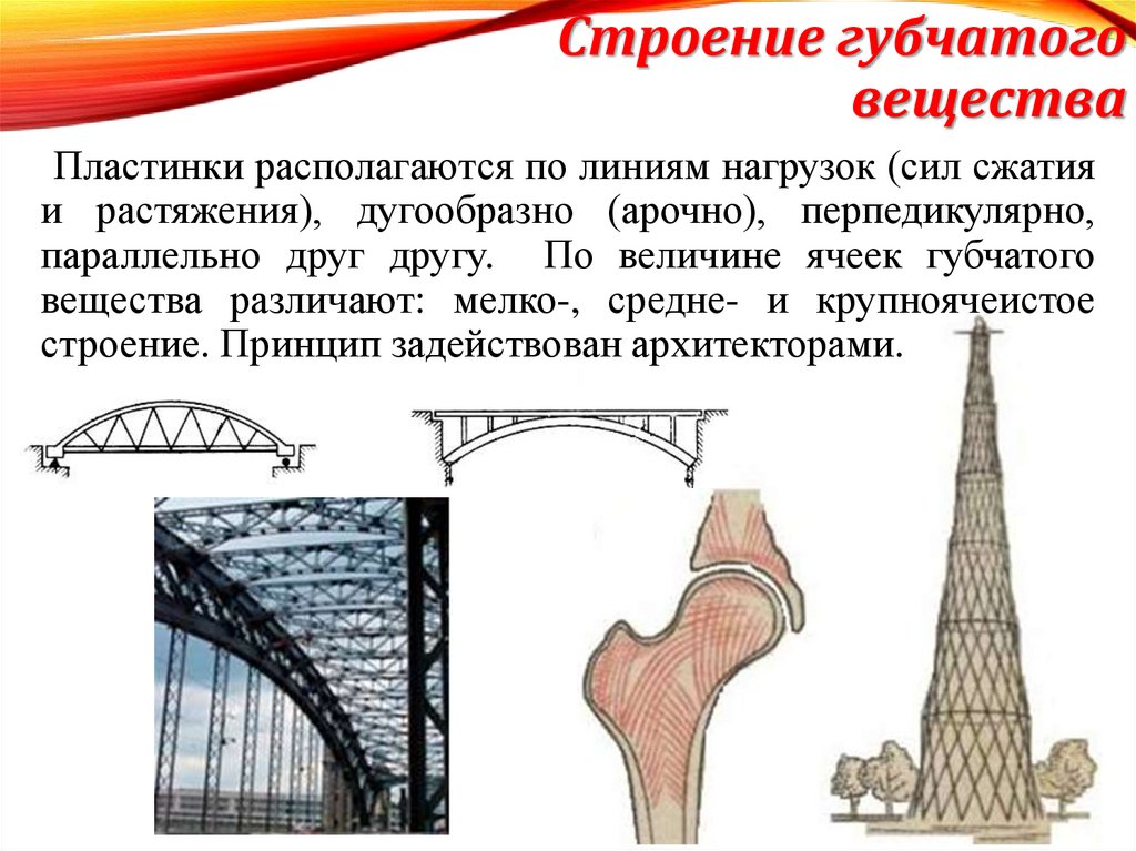 Строение губчатого вещества