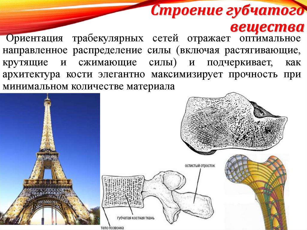 Строение губчатого вещества