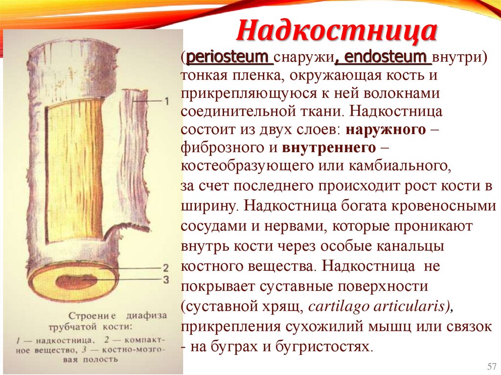 Надкостница