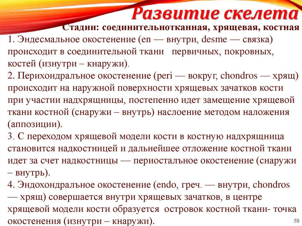 Развитие скелета