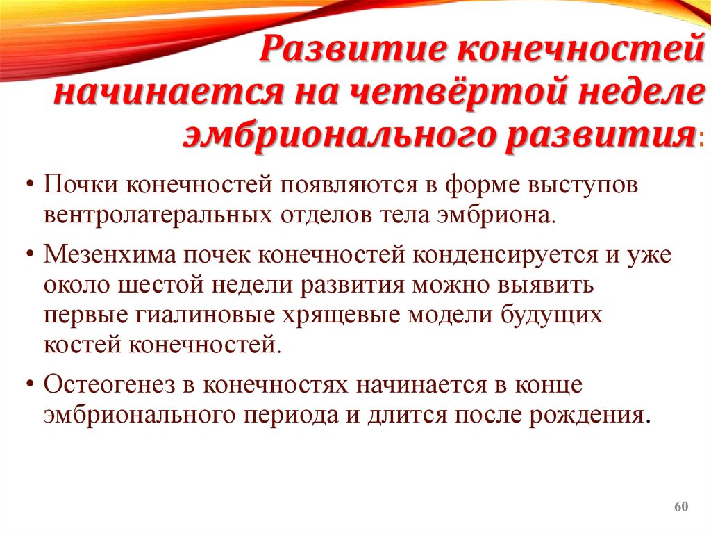 Развитие конечностей начинается на четвёртой неделе эмбрионального развития: