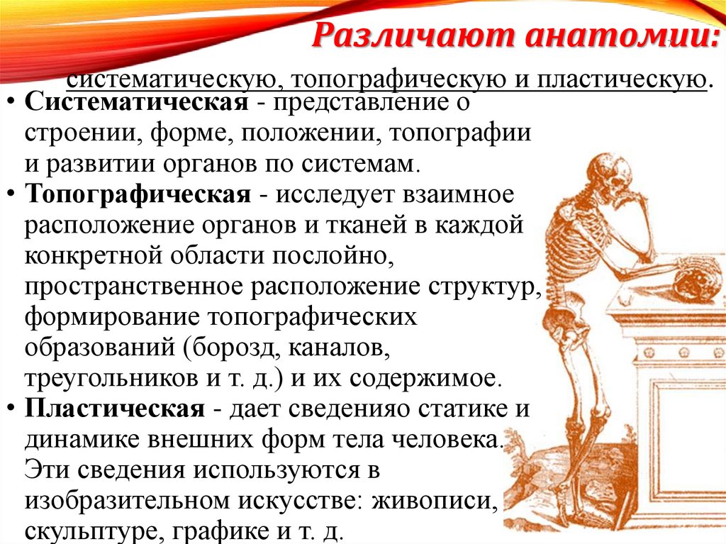 Различают анатомии: