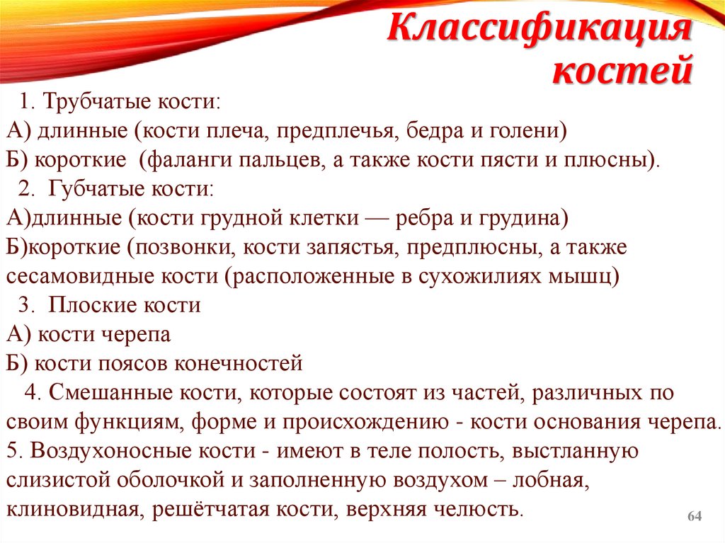 Классификация костей