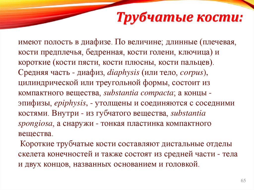 Трубчатые кости: