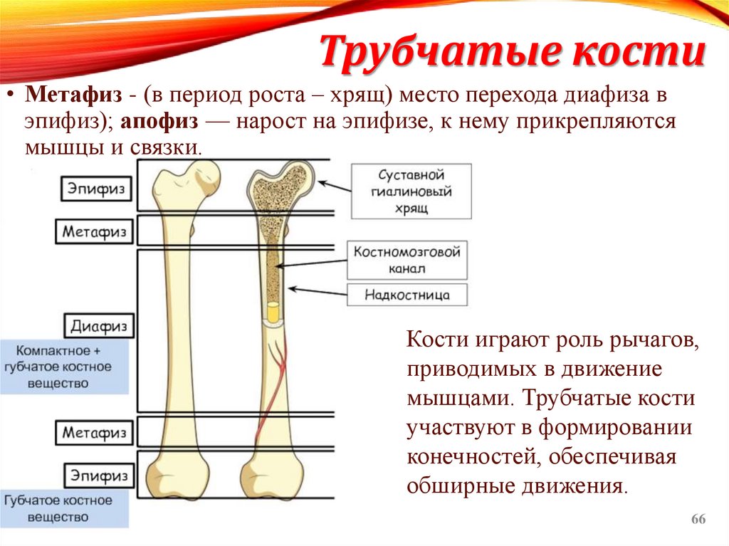 Трубчатые кости