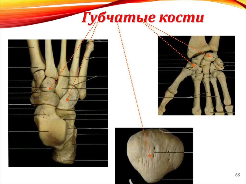 Губчатые кости