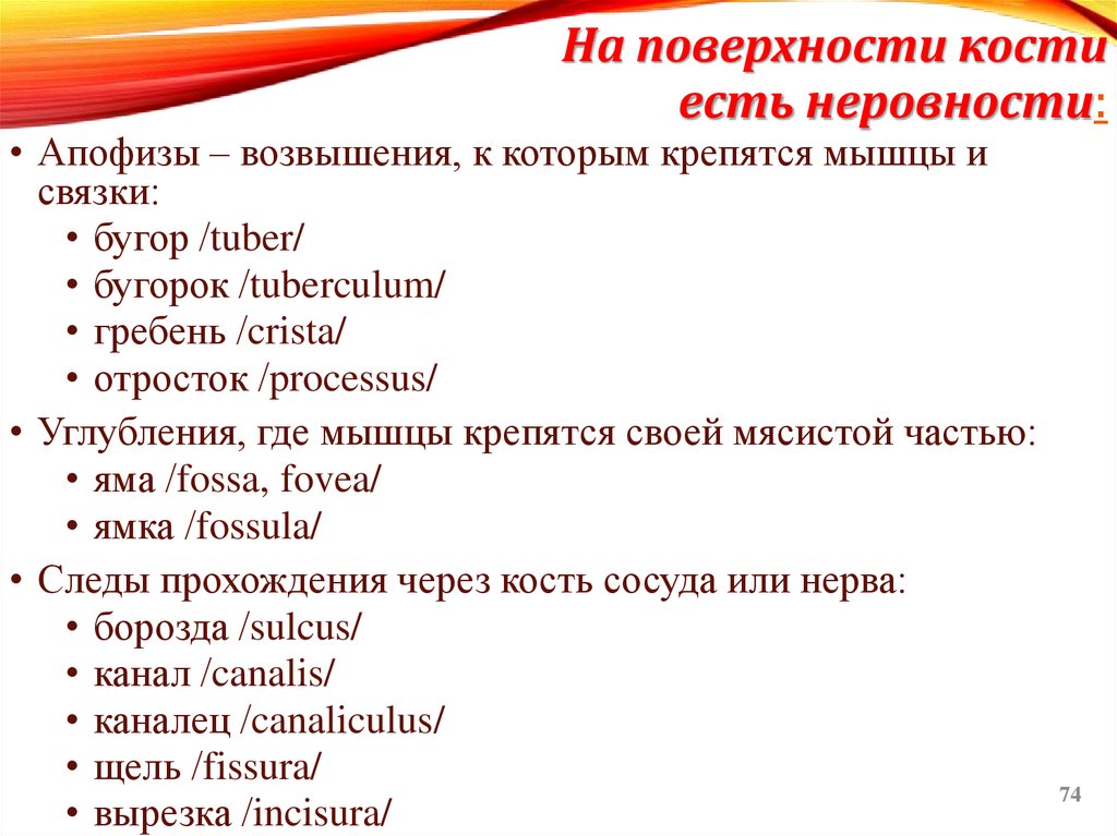 На поверхности кости есть неровности: