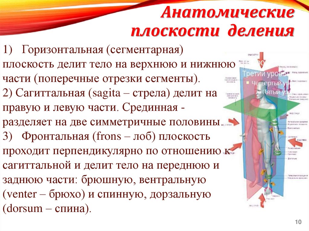 Анатомические плоскости деления
