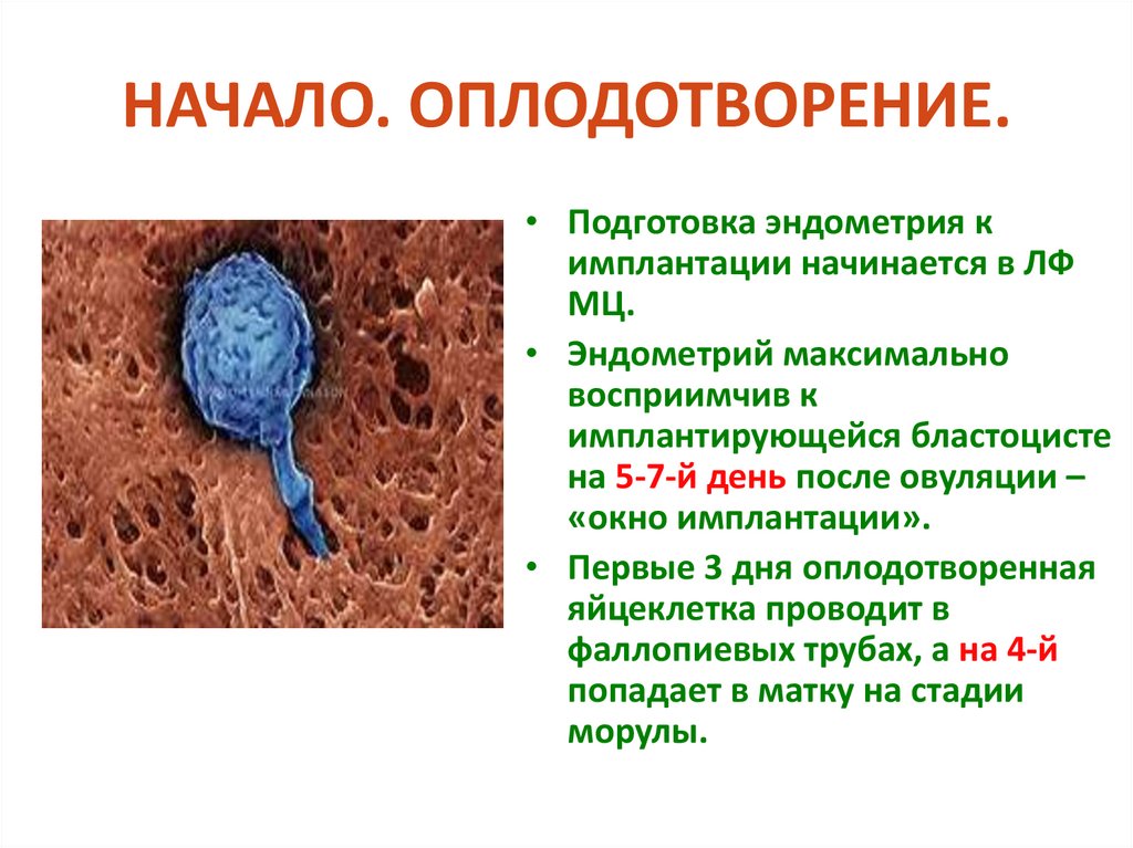 НАЧАЛО. ОПЛОДОТВОРЕНИЕ.