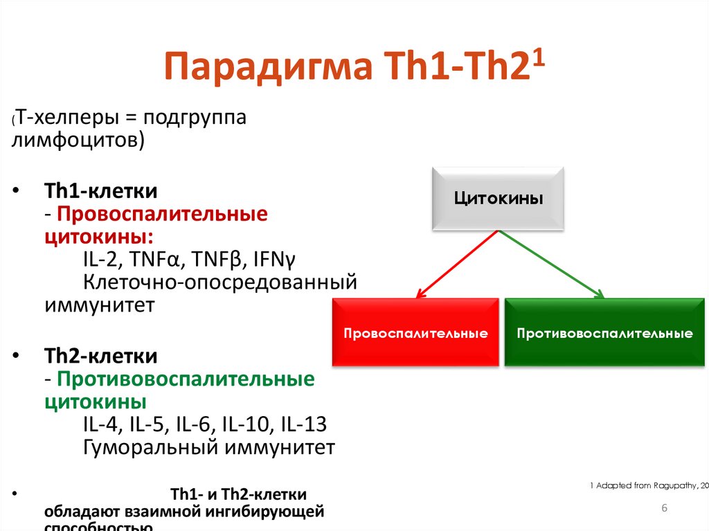 Парадигма Th1-Th21