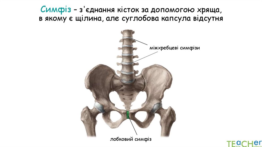 Симфіз – з'єднання кісток за допомогою хряща, в якому є щілина, але суглобова капсула відсутня
