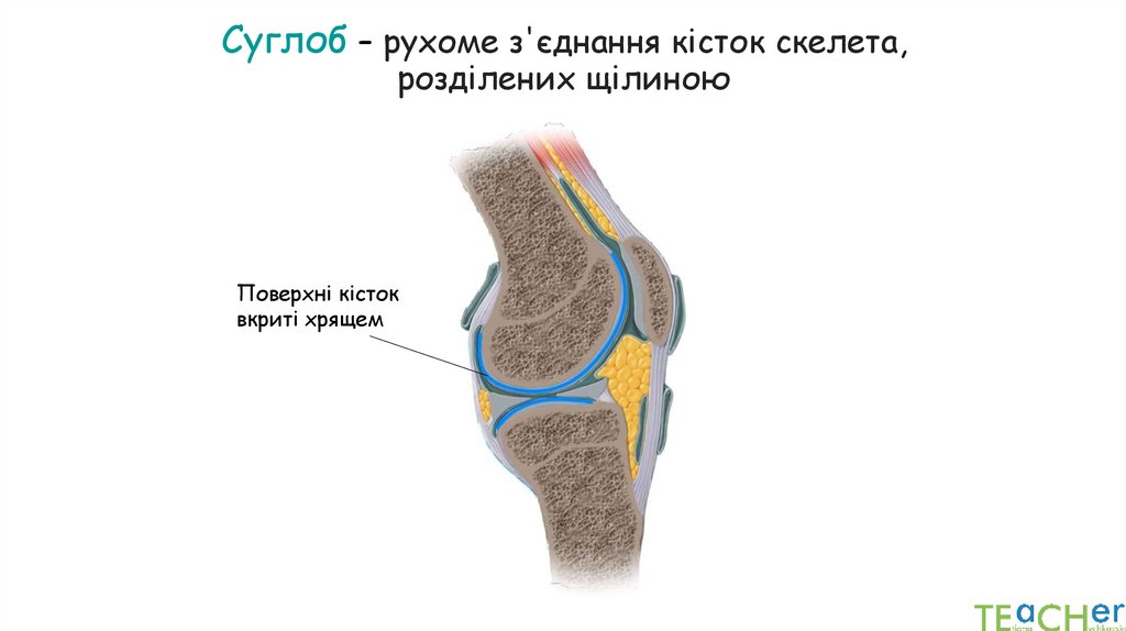 Суглоб – рухоме з'єднання кісток скелета, розділених щілиною