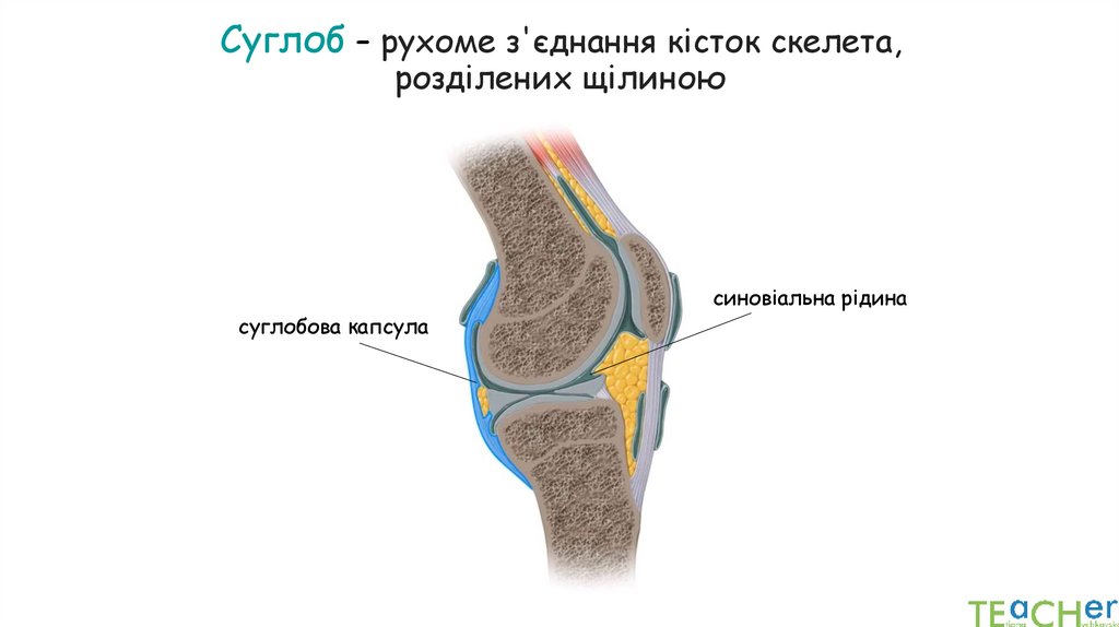 Суглоб – рухоме з'єднання кісток скелета, розділених щілиною