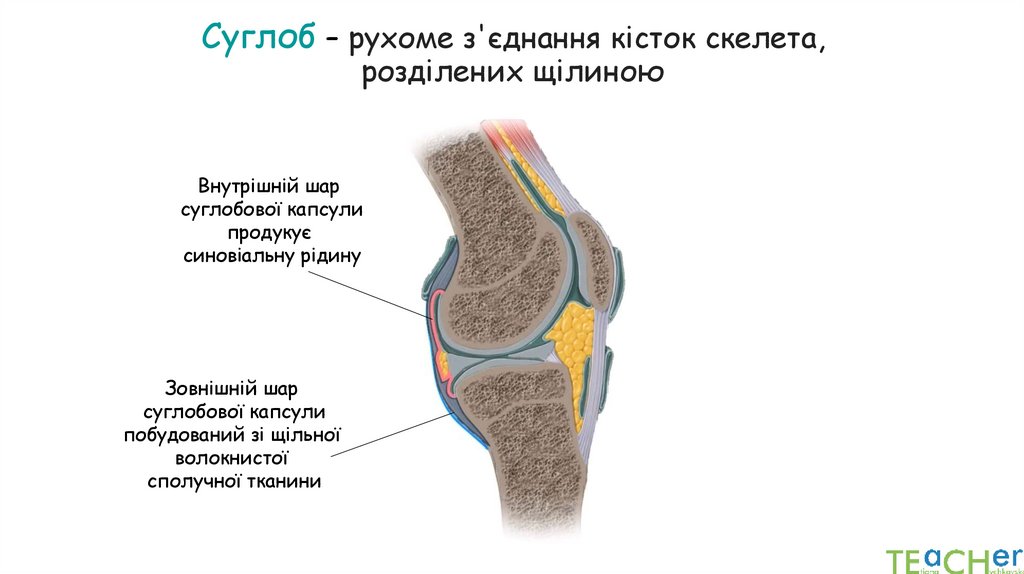 Суглоб – рухоме з'єднання кісток скелета, розділених щілиною