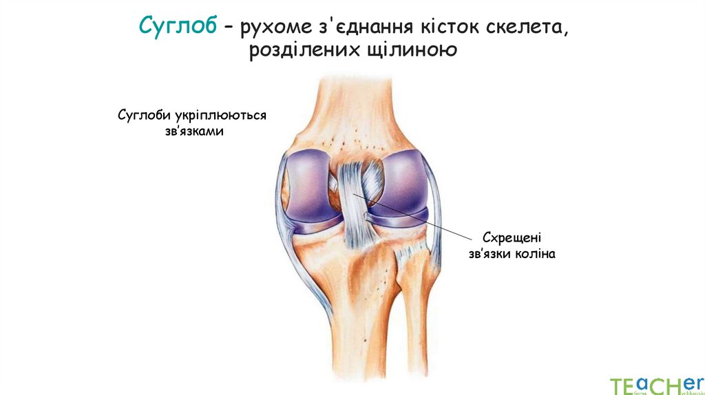 Суглоб – рухоме з'єднання кісток скелета, розділених щілиною