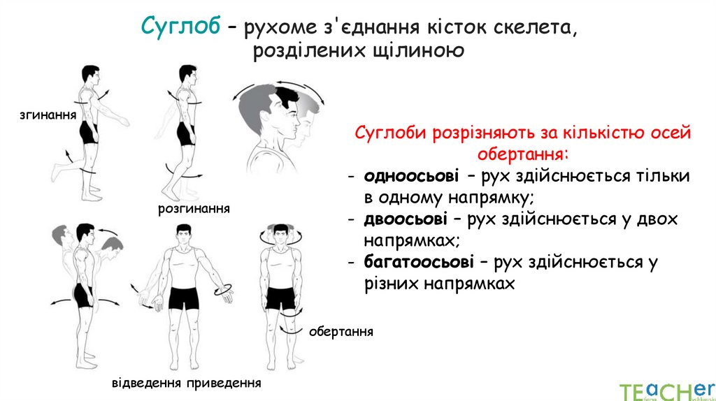 Суглоб – рухоме з'єднання кісток скелета, розділених щілиною