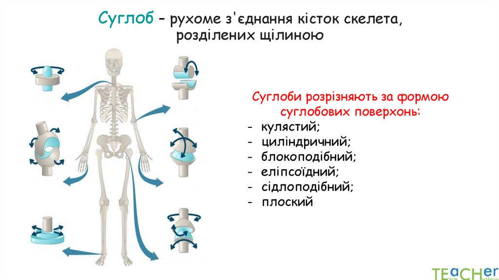 Суглоб – рухоме з'єднання кісток скелета, розділених щілиною
