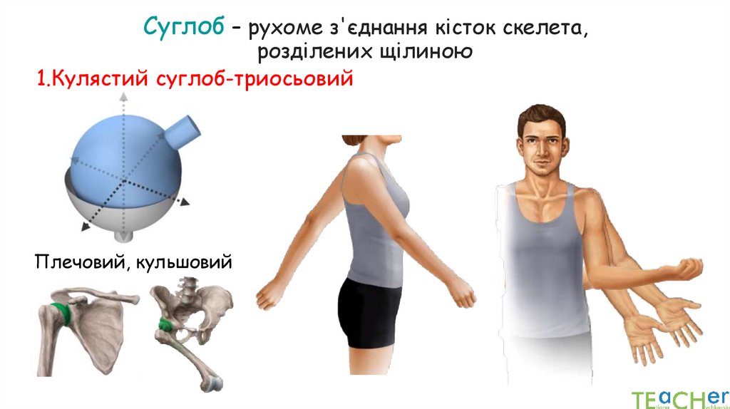 Суглоб – рухоме з'єднання кісток скелета, розділених щілиною