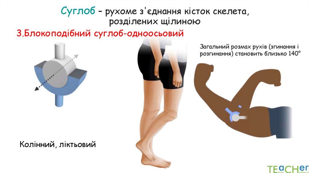 Суглоб – рухоме з'єднання кісток скелета, розділених щілиною