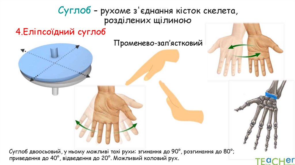 Суглоб – рухоме з'єднання кісток скелета, розділених щілиною